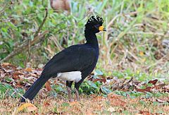 Bare-faced Curassow